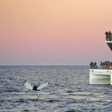 特罗姆瑟出海观鲸一日