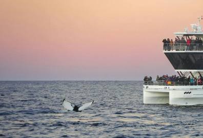 特罗姆瑟出海观鲸一日